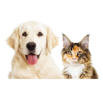 A cat and a dog.