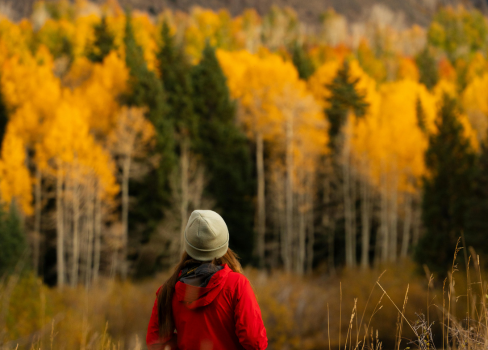 A person walking in a field of yellow trees.