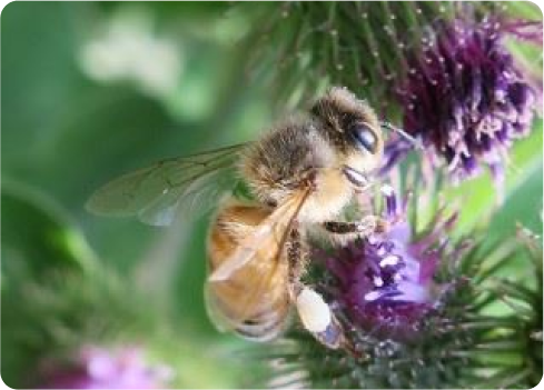 A bee on a flower.