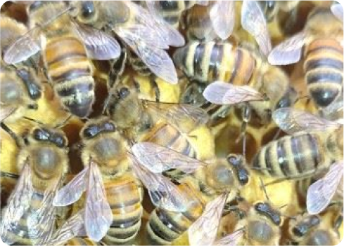 A group of bees.